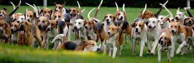 How to train a hound dog. Hound Dogs Scent Hounds Sighthounds And Large Game Hounds