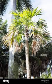 Image result for Leucothrinax morrisii