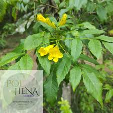 Image result for Tecoma stans