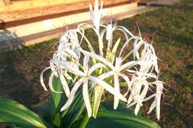 Image result for Crinum walteri