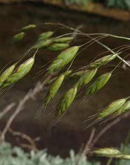 Image result for Hubbardochloa gracilis