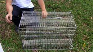 Animal Traps