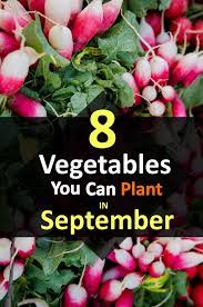Check spelling or type a new query. 8 Vegetables You Can Plant In September Plants Growing Vegetables Vegetables