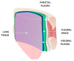 A pneumothorax can be caused by: Pulsenotes Spontaneous Pneumothorax Notes