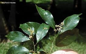 Image result for Cryptocarya liebertiana
