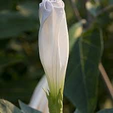 Image result for Ipomoea alba