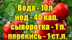 чем подкормить томаты во время цветения и завязывания плодов Unikalnaya Podkormka Dlya Sozrevaniya Pomidorov Kopilochka Poleznyh Sovetov Ovoshnoj Ogorod Organicheskoe Sadovodstvo Ogorod