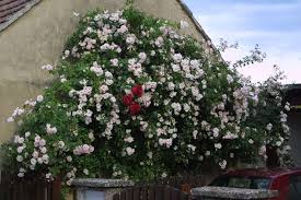 One of the best and most vigorous modern climbers with healthy glossy foliage. Moderne Kletterrose Rose New Dawn Rosa