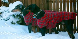 More than 400+ free sweater knitting pattern! Pup Needs A Second Coat Try Making It Yourself
