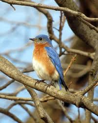 Bluebird Facts And Information South Carolina Bluebird Society