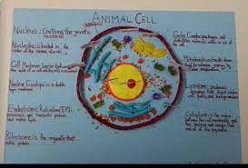 1,000+ vectors, stock photos & psd files. English 5th Grade Science Project The Animal Cell Tais Naples