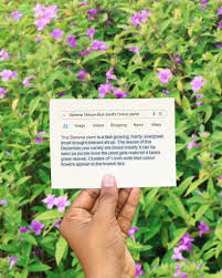 Image result for Barleria obtusa