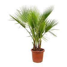How to grow a palm tree 2021, april. Washingtonia Robusta Mexican Fan Palm Purify Your Air Hortology