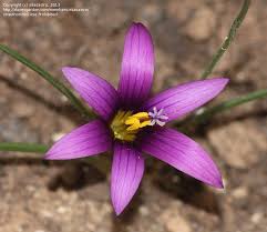 Image result for Romulea