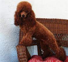 We offer a five year health guarantee to provide peace of mind. Red Toy Poodle Puppies For Sale In California Toywalls