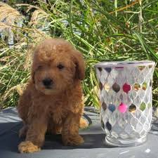 We did not find results for: Norton Farm Kennels French Bulldogs Toy Poodles Home Facebook