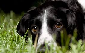 Agatha ends up browsing a bookstore and begins reading a book titled the number 23 written by topsy kretts. 1992072 Dog Wallpaper 1080p Windows By Jazlyn Walter 2017 03 05 Cool Wallpapers For Me