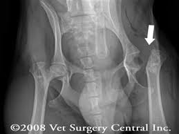 Animal Surgical Center Of Michigan Veterinarian In Flint Mi