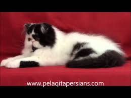 We own both parents mother and father mother is golden persian. Pelaqita Persian Cat And Kitten Videos Pelaqita Persians