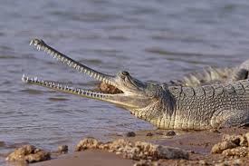 Gharials of Gandak: A Population Back from the Brink Faces Development  Pressures | Roundglass | Sustain