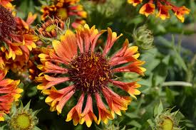 Image result for Sarcophrynium