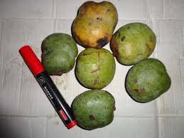 Image result for Tristemma