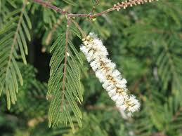 Image result for Acacia ataxacantha