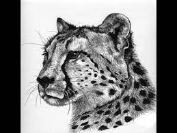 Cheetah pencil charcoal sketch beautiful pencil drawings. How To Draw Cheetah Face Head Pencil Drawing Step By Step Youtube