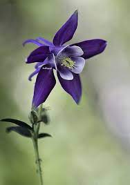 Pin On Flowers