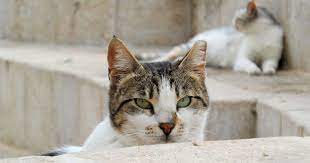 Over 50 years of combined engineering experiences has made tnr doors applications problem solvers. Tnr What To Consider