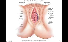 Image result for female sex organ