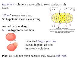Does a hypotonic solution cause a cell to swell. The Permeability Of The Plasma Membrane Ppt Download