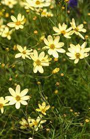 In the current hot breezy weather it is probably best to water in the early evening. Hot Dry Weather Won T Stop Coreopsis From Flowering All Summer Long This American Nati Long Blooming Perennials Flowers Perennials Perennials Low Maintenance