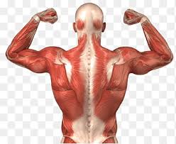 From muscles of lower abdomen to pubis. Human Body Human Back Anatomy Muscle Muscular System Muscle Anatomy Hand Human Png Pngegg