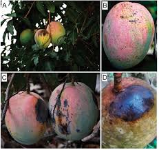 Image result for Colletoecema