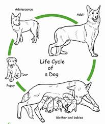 Dog Life Cycle Coloring Pages Animal Life Cycles Life Cycles Preschool Cycle For Kids