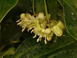 Image result for Brexia madagascariensis
