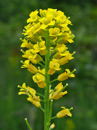 In this example, we performed a classification task for 102 species of plants using images of their flowers. Brassicaceae Wikipedia