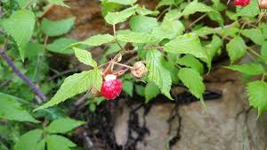 Image result for Rubus adolfi-friederici