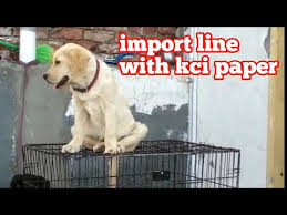 Her puppies are infested with coccidia. 2 Year Old Female Lab For Sale 07 2021