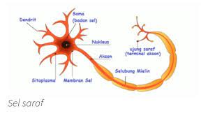 Organ yang menyusun sistem ekskresi pada manusia adalah …. Apa Saja Jaringan Penyusun Sistem Saraf Pada Manusia Brainly Co Id