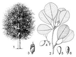 Image result for Manilkara kauki