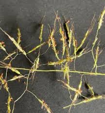 Image result for Capillipedium