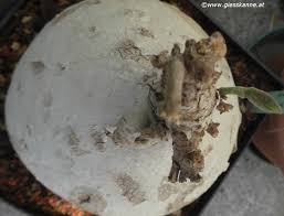 Image result for Raphionacme madiensis