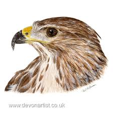 Buzzard In Watercolour On Bockingford Paper With Winsor Newton Half Pans Watercolor Bird Devon Artist Birds Painting
