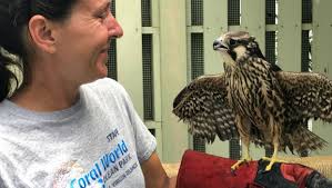World's Fastest Bird Is Rescued By Coral World
