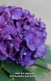 So the best viable option in this case is radish veggie soup or satisfying salad. 48 Popular Hydrangeas Ideas In 2021 Hydrangea Hydrangea Varieties Plants