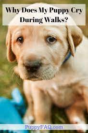 Why Does My Puppy Cry During Walks Newborn Puppies Puppies Dog Care Tips