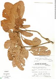 Image result for Melhania forbesii