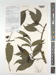 Image result for isolona lebrunii